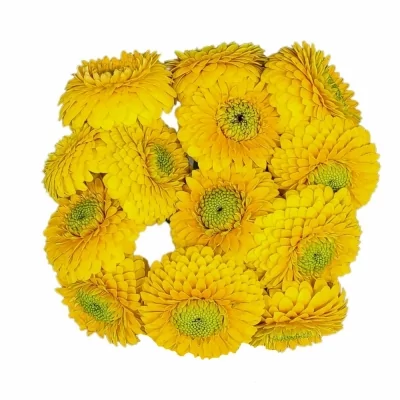 Gerbera mini BOLVORMING BOLERO DANADANA