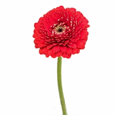 Gerbera mini BOLVORMING BOLERO WINWIN