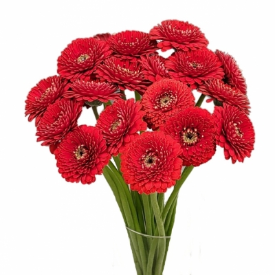 Gerbera mini BOLVORMING BOLERO WINWIN