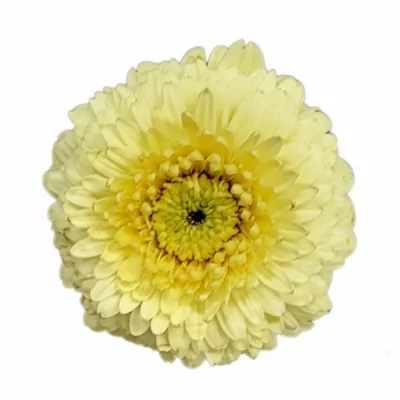 Gerbera mini BOLVORMING GERRONDO SAMUEL