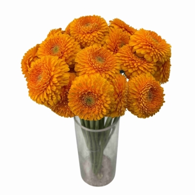 Gerbera mini BOLVORMING PONPONI HONEYDEW (WATER)