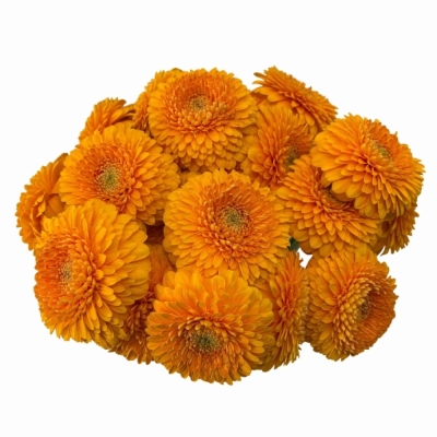 Gerbera mini BOLVORMING PONPONI HONEYDEW