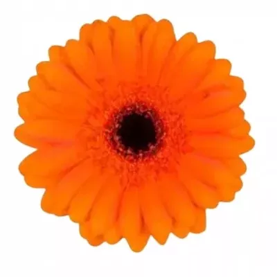 Gerbera mini BUENO