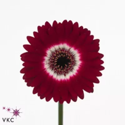 Gerbera mini BULLS EYE