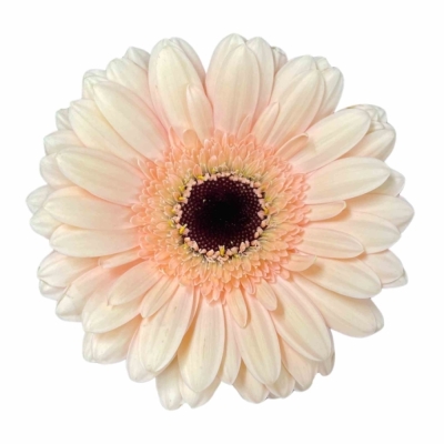 Gerbera mini CHEERS (WATER)