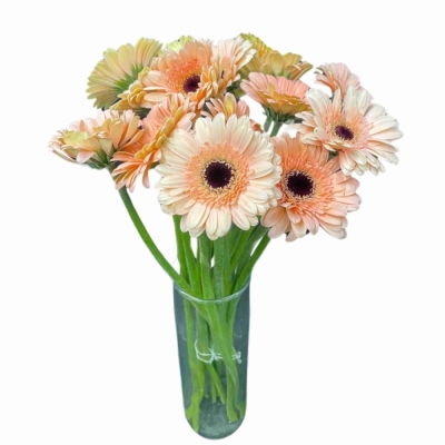 Gerbera mini CHEERS (WATER)