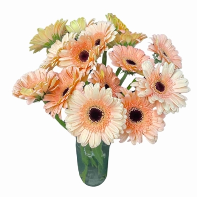 Gerbera mini CHEERS (WATER)