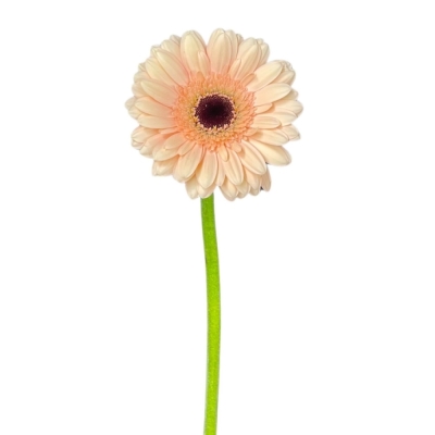 Gerbera mini CHEERS (WATER)