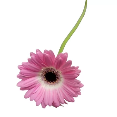 Gerbera mini CUPCAKE