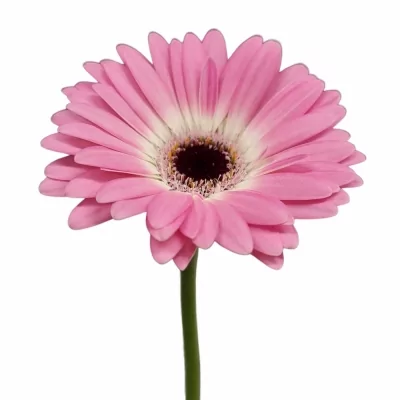 Gerbera mini CUPCAKE