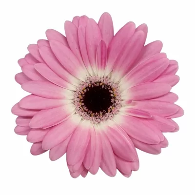 Gerbera mini CUPCAKE