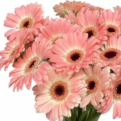 Gerbera mini DIXON