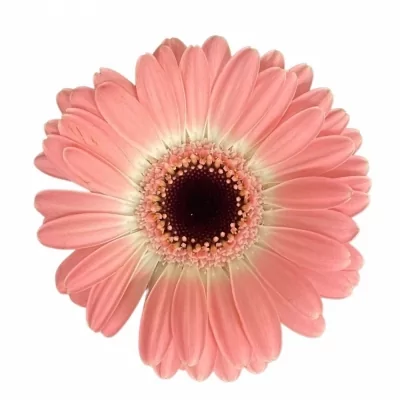 Gerbera mini DIXON