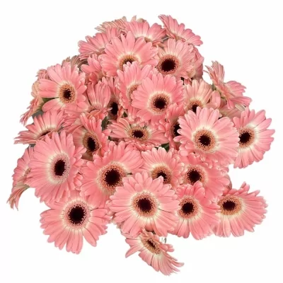 Gerbera mini DIXON