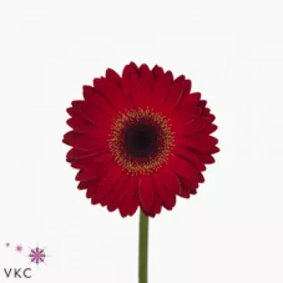 Gerbera mini DOMANI