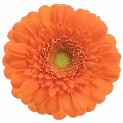 Gerbera mini Dorit