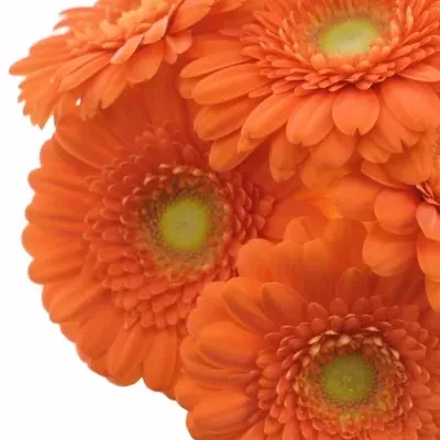 Gerbera mini Dorit