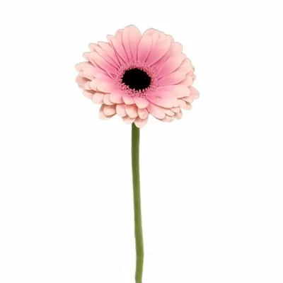 Gerbera mini ESMEE