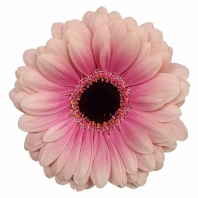 Gerbera mini ESMEE