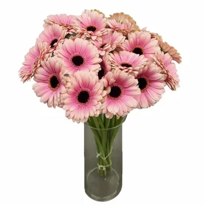 Gerbera mini ESMEE