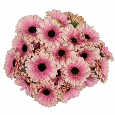 Gerbera mini ESMEE