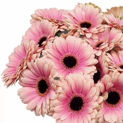 Gerbera mini ESMEE