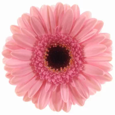 Gerbera mini EVERTON