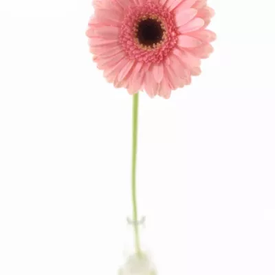 Gerbera mini EVERTON