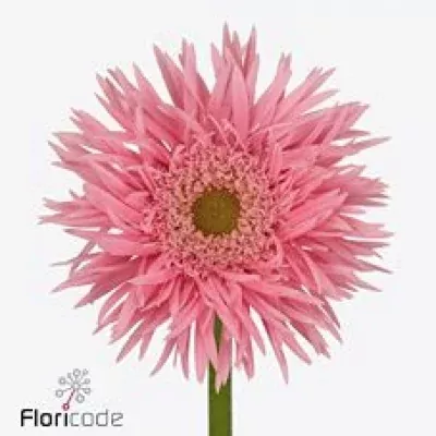 Gerbera mini FIREFLY (WATER)