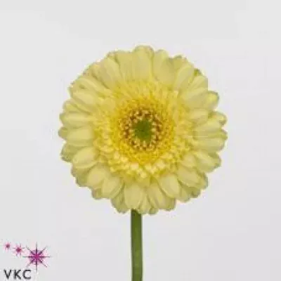 Gerbera mini GALLERY