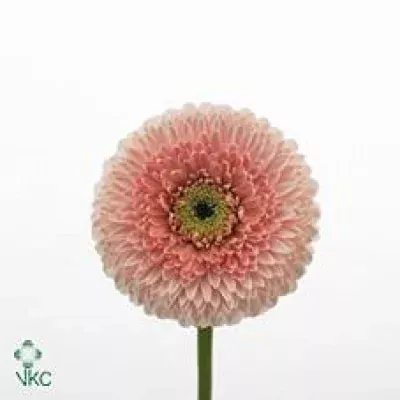 Gerbera mini GERPONI BELFI