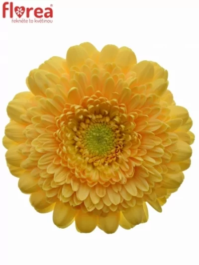 Gerbera mini GERPONI SUNLIGHT