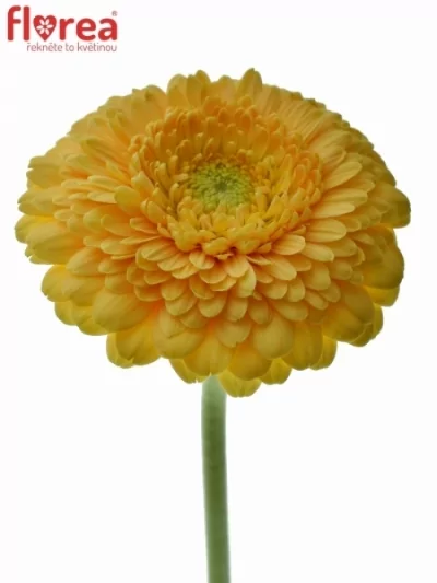 Gerbera mini GERPONI SUNLIGHT