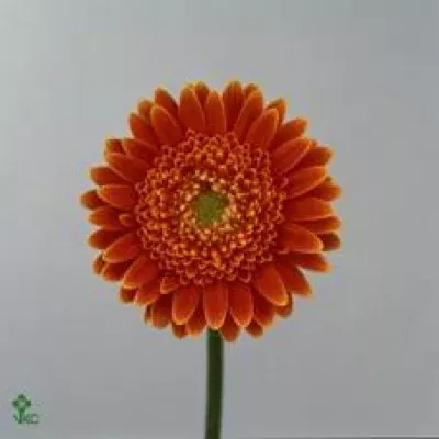 Gerbera mini GOLDY