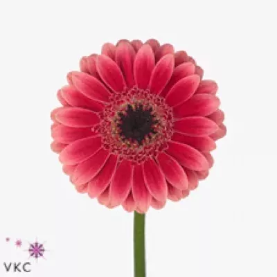 Gerbera mini GUCCINI