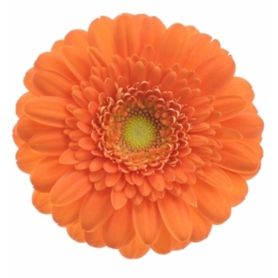 Gerbera mini HENRY (WATER)