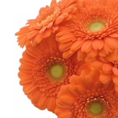 Gerbera mini HENRY (WATER)