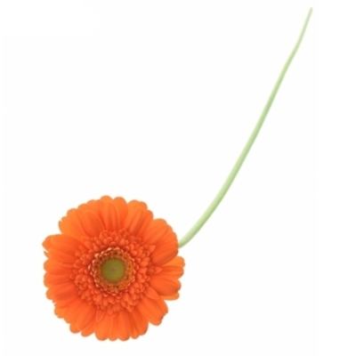 Gerbera mini HENRY (WATER)