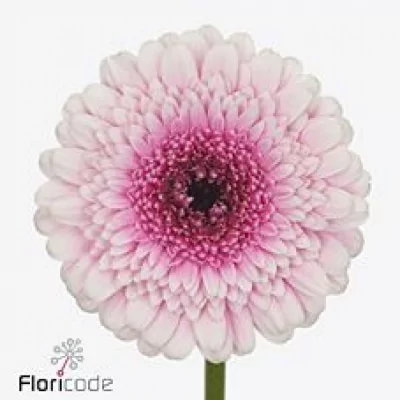 Gerbera mini HERRERA