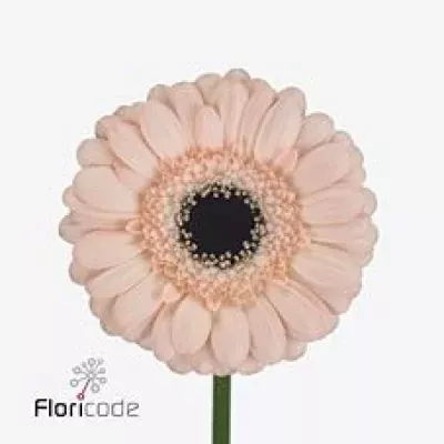 Gerbera mini HETTIE