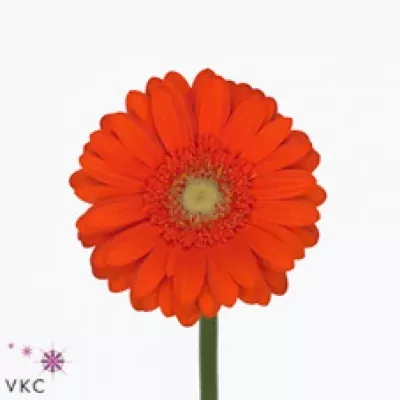 Gerbera mini I-TONE