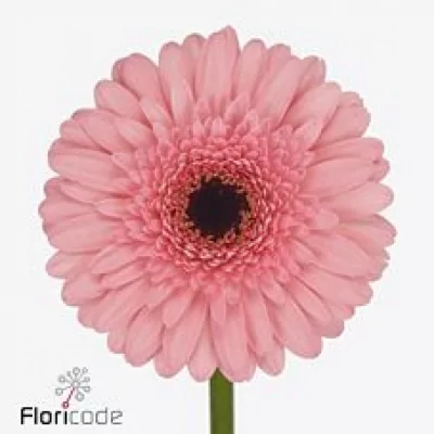 Gerbera mini JACKY