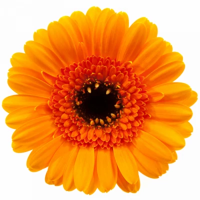 Gerbera mini JAZZY