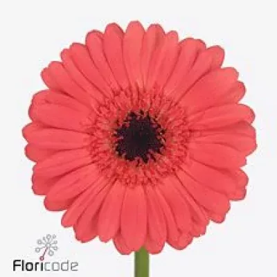 Gerbera mini JENNA WATER