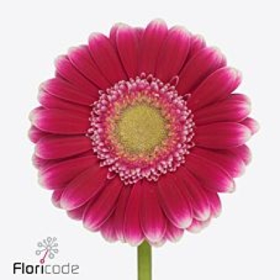 Gerbera mini JOSIE (WATER)