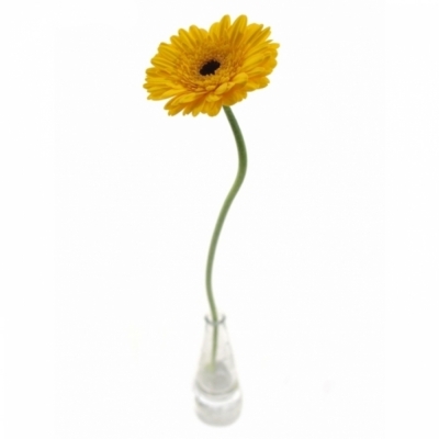 Gerbera mini JUMBO