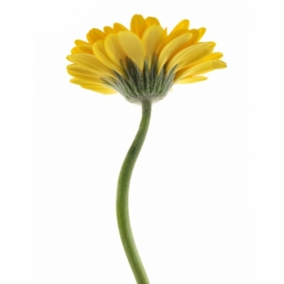 Gerbera mini JUMBO