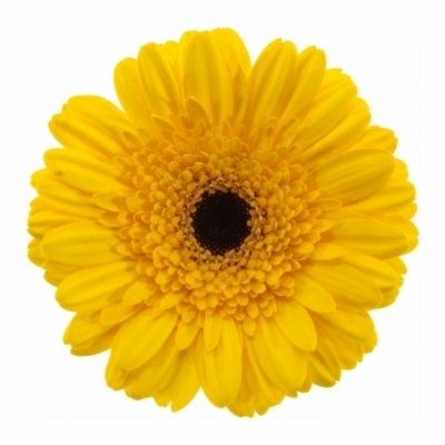 Gerbera mini JUMBO