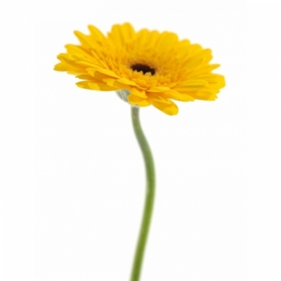 Gerbera mini JUMBO