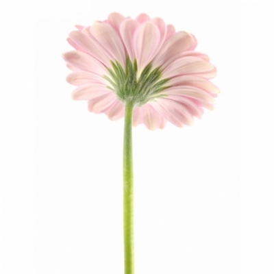 Gerbera mini JUNA